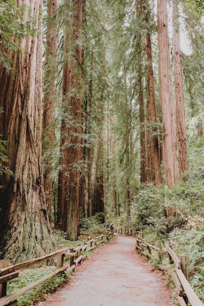 A path through a forest with tall trees